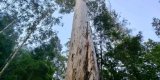 Mata Nacional de Vale de Canas | Refúgio da Árvore Mais Alta da Europa